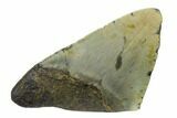 Partial, Fossil Megalodon Tooth Paper Weight #144447-1